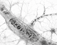 Cortisol & Stress Regulation