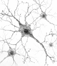 Neuroplasticity & Protection