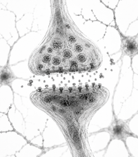 Neurotransmitter Optimization